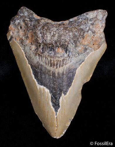 Bargain / Inch Carolina Megalodon Tooth #2724